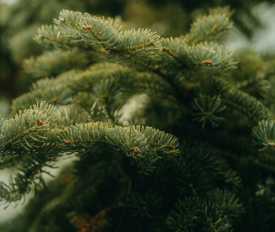 Capturing The Beauty Of Nature